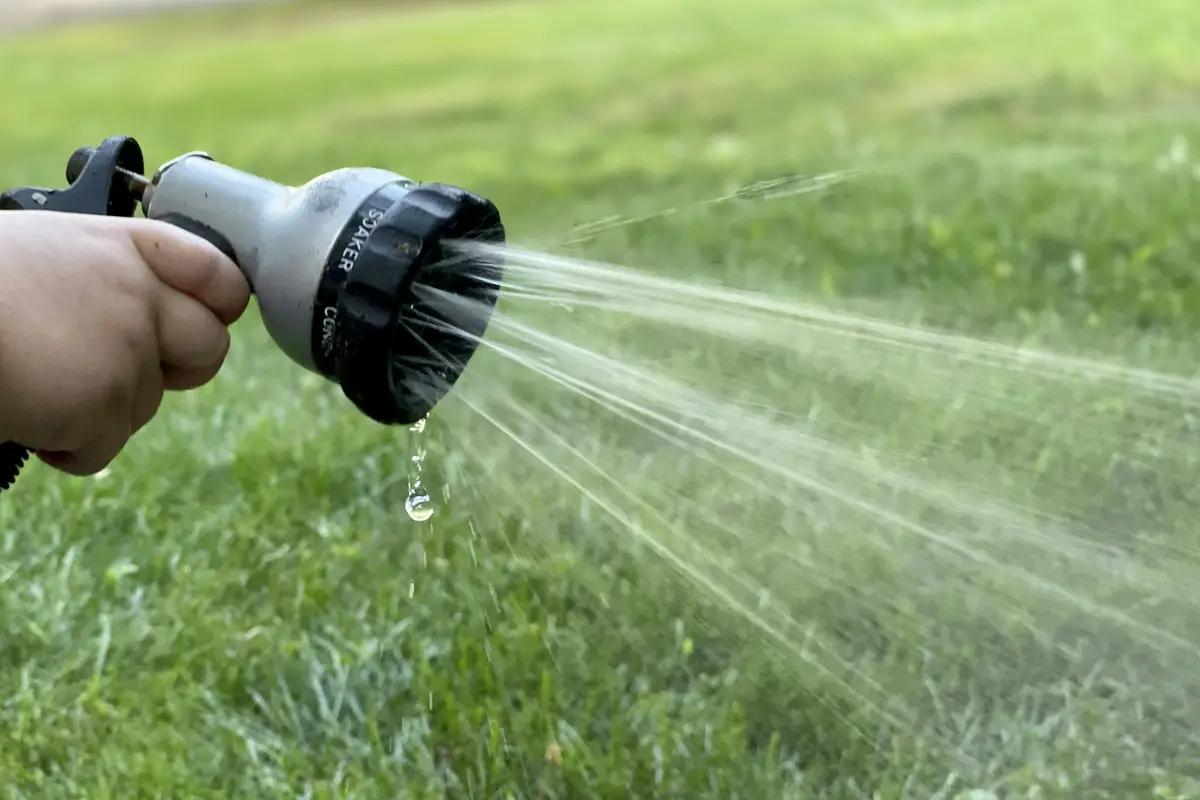 Arrosage au tuyau dans un jardin en été